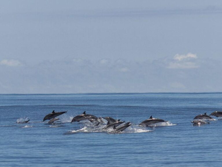 Snorkeling With Dolphins: Immerse yourself in the wonders of the sea and embark on an extraordinary adventure to encounter the magnificent dolphins of the Azores.